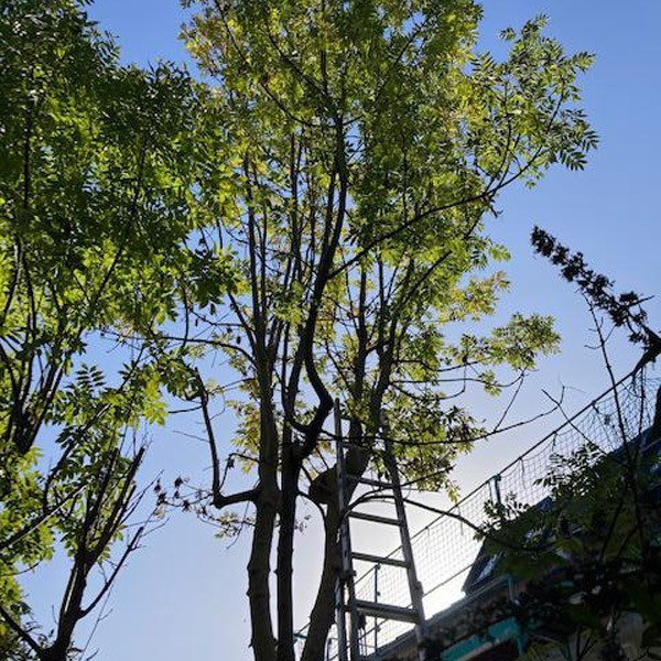 baum-faellen-fuer-rahmen-1