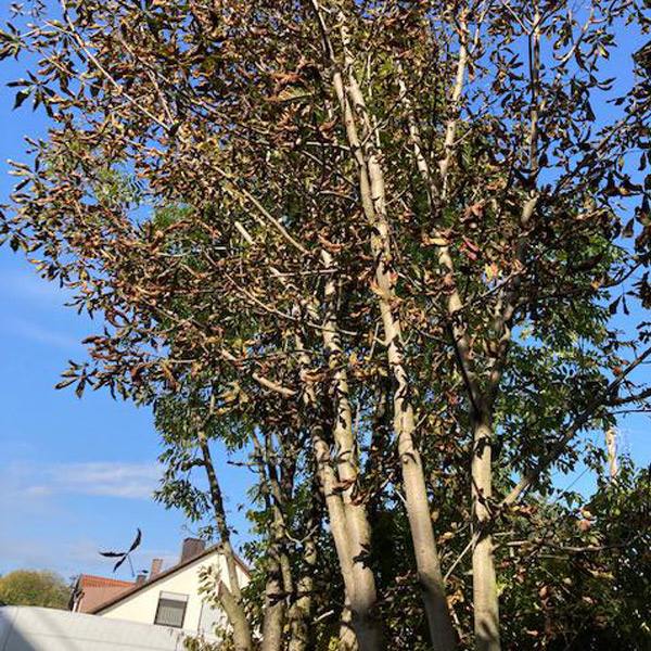 baum-faellen-fuer-rahmen-2